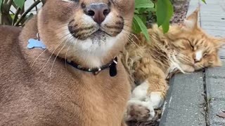 Pumba Caracal and Izjuma Maine Coon