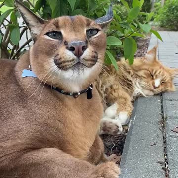 Pumba Caracal and Izjuma Maine Coon