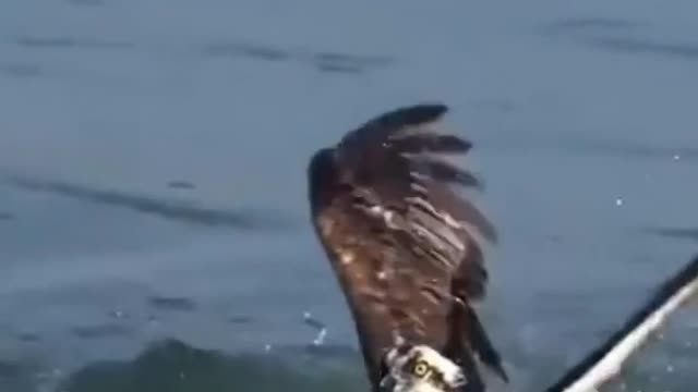 Eagle caught big fish