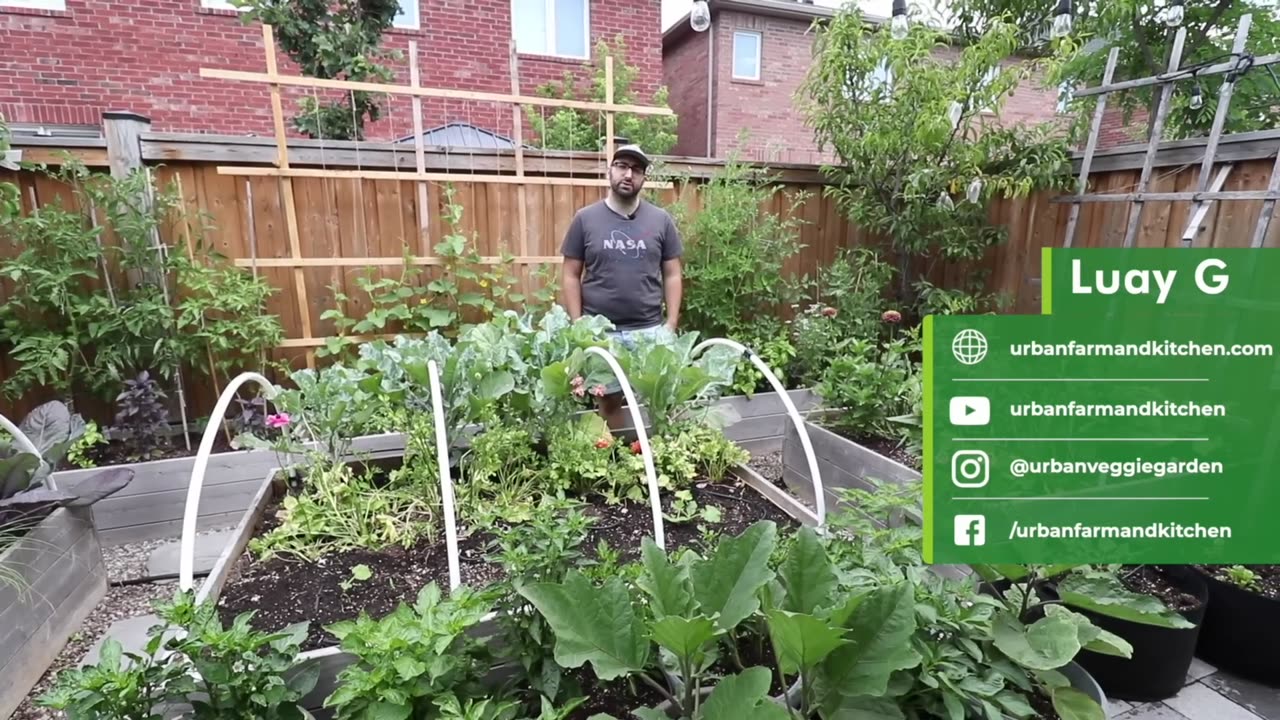 Growing Food in Urban Small Spaces - Urban Gardening