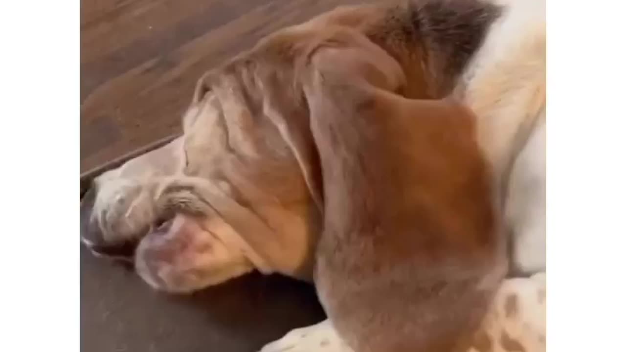 This dog loves doing Travis Scott impression