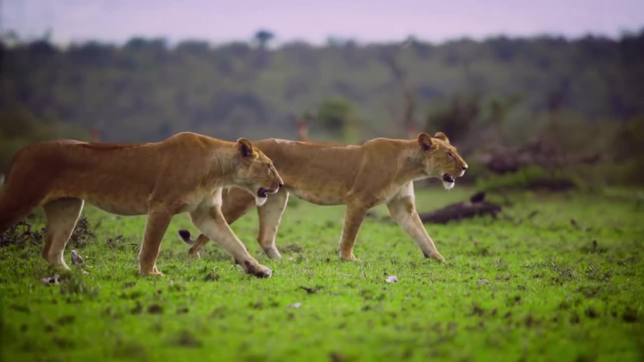This is a lioness