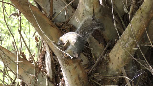 squirrel gnaws a palm tree branch