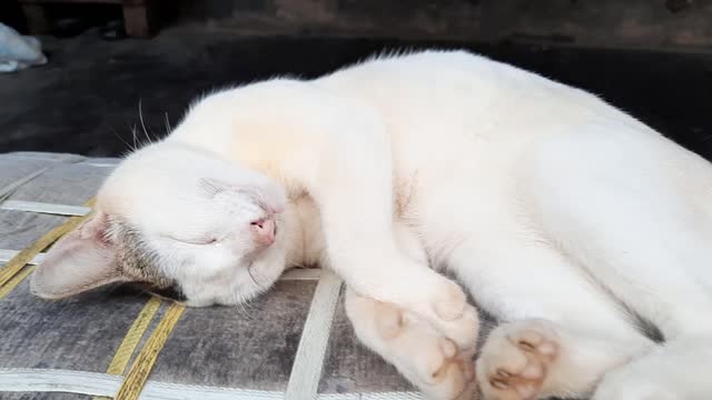 Beautiful cat sleeping on the cradle