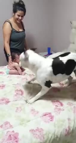 Pitbull and baby