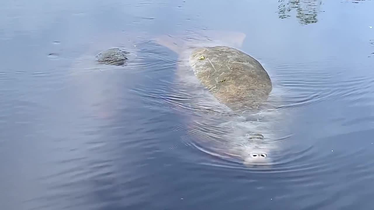 Baby Manatee while crappie fishing