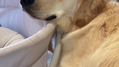 dog golden retriever