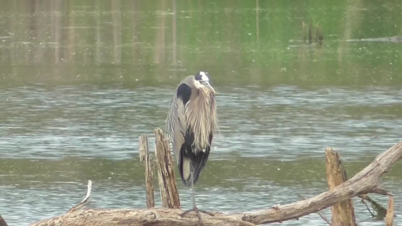 64 Toussaint Wildlife - Oak Harbor Ohio - Another View Of The Grand Great Blue Heron