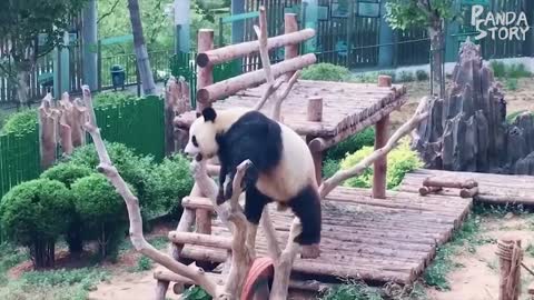 🐼 Panda Funny Moment Videos Compilation