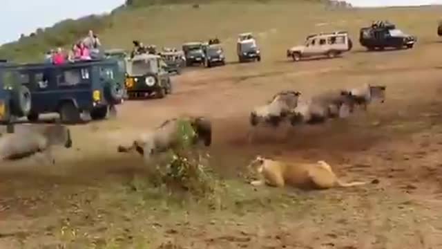 Male vs female lion hunting