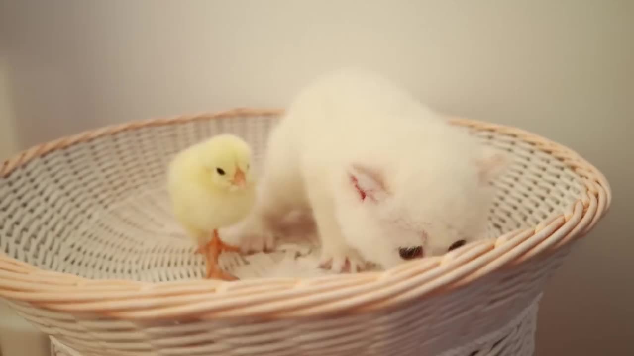 -Kittens walk with a tiny chicken.