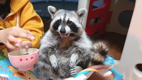 Pampered raccoon pet carried and fed happily