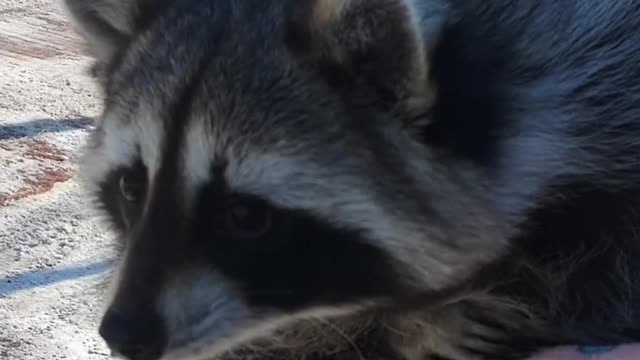 The raccoon was surprised to see the forklift for the first time in his life.