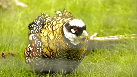 Golden pheasant.Golden pheasant.Golden pheasant.