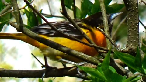 Oriole