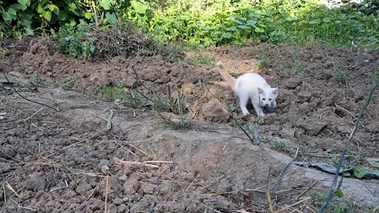 Cute kittens playing in the haystack. Funny kittens 😂