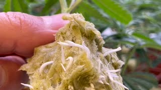 New roots