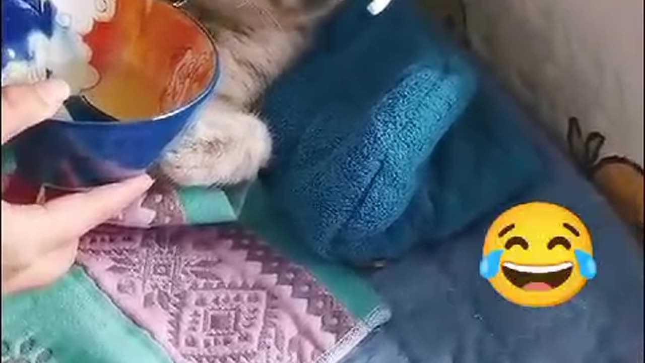 SO FUNNY CAT