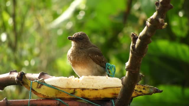 close up on bird sitting near banana