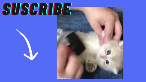 FUNNY CATS (2)