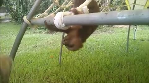 Baby sloths being sloths funniest compilation