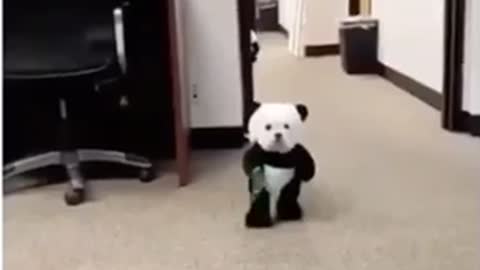 Dogs dressed as pandas.