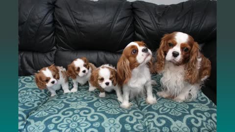 Cavalier King Charles Spaniel Valp -- Leia Flyttar