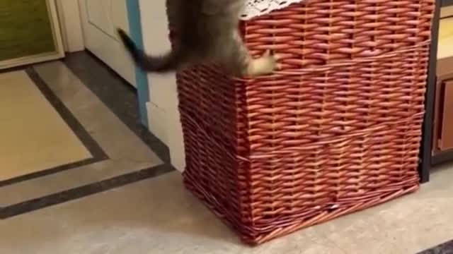 cats and dog fun