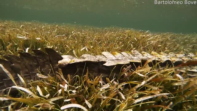 Photographer Gets Up Close and Personal with Crocodiles