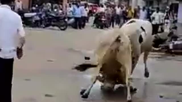 Bull fight on the road