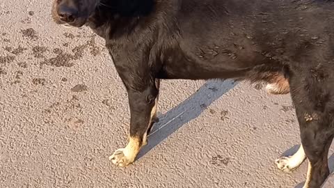 THISH IS INDIAN DOG