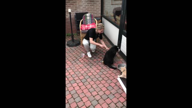 CAT WELCOMES BERNESE MOUNTAIN DOG PUPPY @ HOME