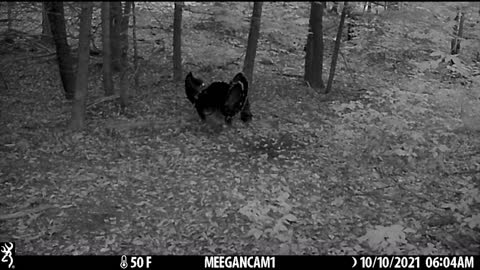 Backyard Cam October 2021