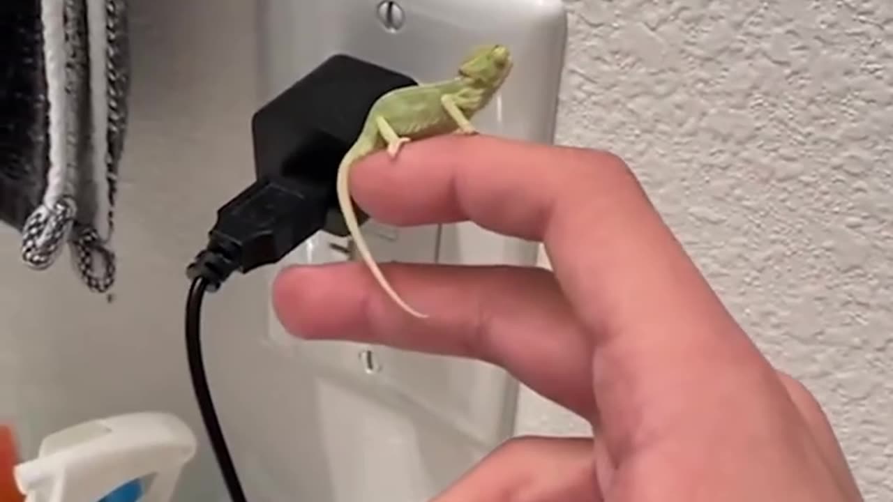 Baby chameleons are on work