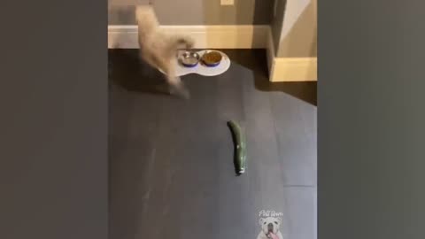 Cats That Are Scared Of Cucumbers