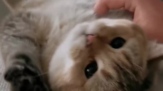 So Cute Kitty