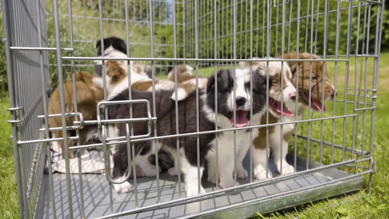 A group of cute happy puppies restless in a cage on grass - closeup