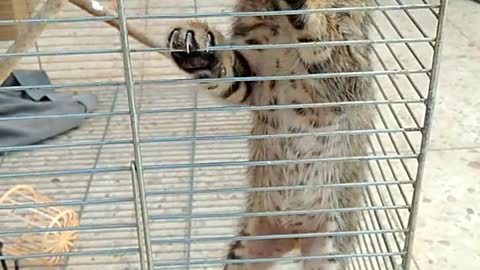 The violence of a tiger cube_rumble