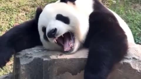 Cute Panda's Playing Around