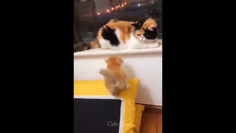 The mummy cat slap his kitten