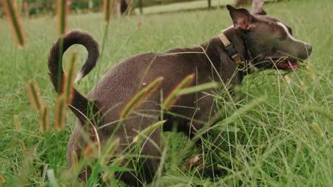 Dog Playing on the Grass