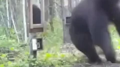 Funny Bear Fight Itself From Mirror