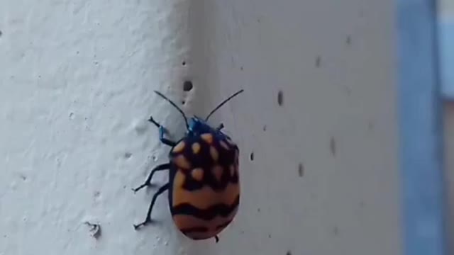 beetle beautiful beetle