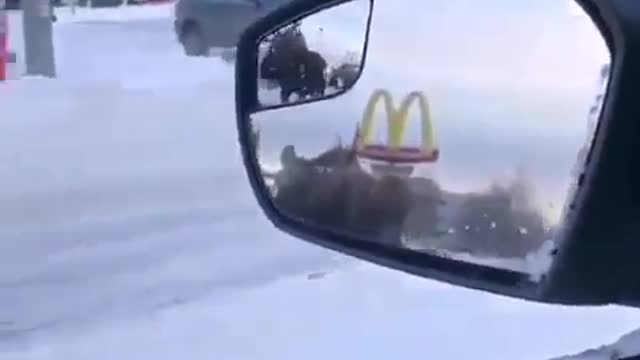 Moose alaskan traffic