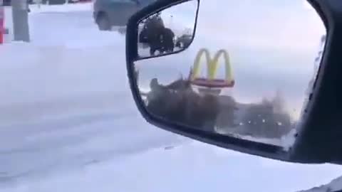 Moose alaskan traffic