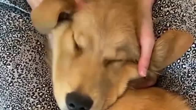 Baby Dogs 🔴 Cute and Funny Dog Videos Compilation #5 30 Minutes of Funny Puppy Videos 2021