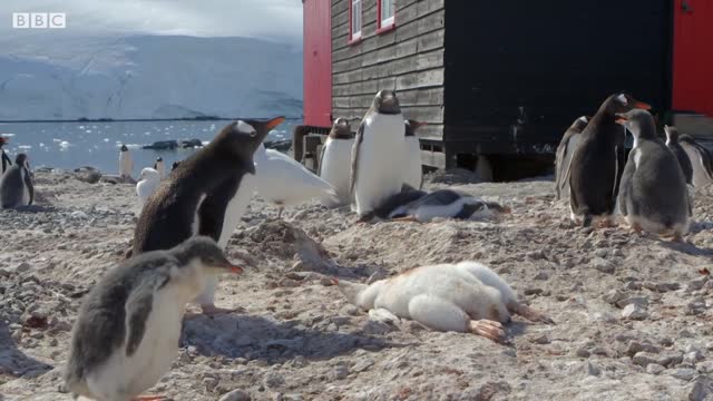 Young Penguin Tragically Dies | Penguin Post Office | BBC Earth