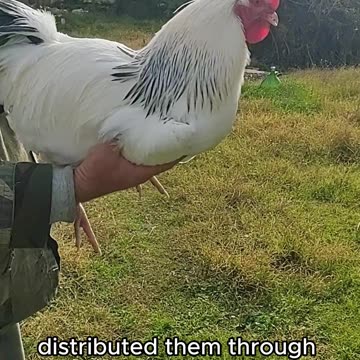 Belgium Chicken Experiment | Joel Salatin