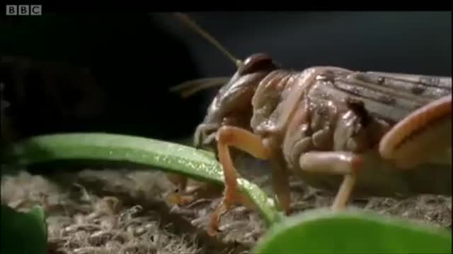 Chaos and Pharaoh | Nile | BBC Earth