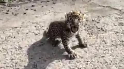 Lion baby playing with people